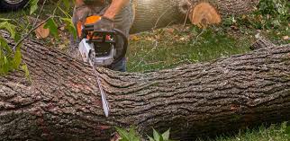 How Our Tree Care Process Works  in  Quinnipiac University, CT