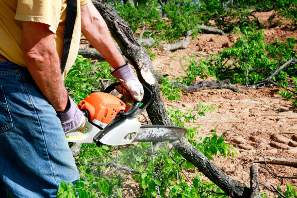 Lawn Grading and Leveling in Quinnipiac University, CT